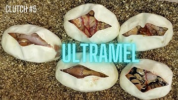 Ball Python 2021 Egg Cutting: Pastel Het Ultramel x Ultramel