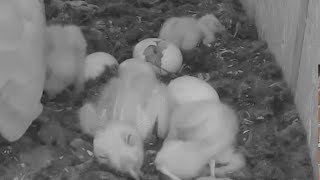 Barn Owls (Ságvár, Hungary) | Fifth owlet almost hatched | April 29, 2024