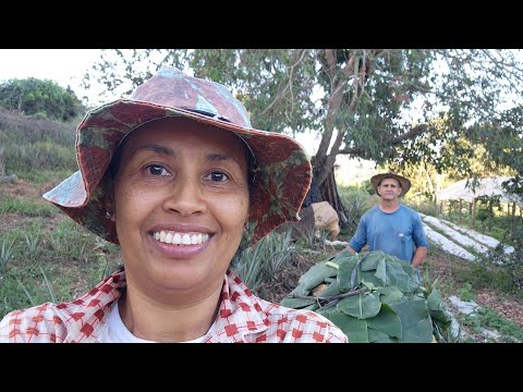 FOLHAS DE BANANEIRA ÓTIMA ALIMENTAÇÃO PARA SUÍNOS E É VERMIFOGO.