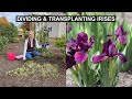 Transplanting Irises: How to Divide & Multiply Your Iris Plants 💜