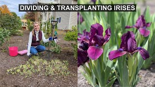 Transplanting Irises: How to Divide & Multiply Your Iris Plants 💜