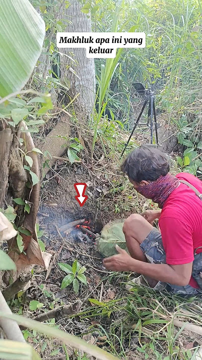 What is this creature that came out #hunting #jumbo monitor lizard #monitor lizard