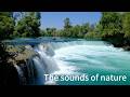 Forest Sleep Music: Relaxing Piano, Birds Singing, Flowing Water &amp; White Noise for Deep Sleep