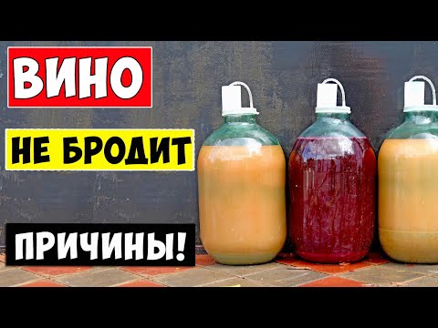 ВИНО НЕ БРОДИТ! Что Делать? Остановилось брожение вина! Причины!