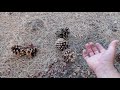 Harvesting Pine Nuts