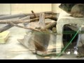 高岡古城公園動物園のケープハイラックスたち の動画、YouTube動画。