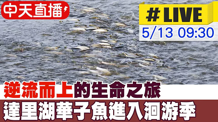 【中天直播#LIVE】逆流而上的生命之旅 达里湖华子鱼进入洄游季 20230513 @Global_Vision - 天天要闻
