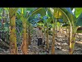 Como hacer una Poda correctamente de Saneamiento en el cultivo de platano, Mayor Gruesor del Fruto.