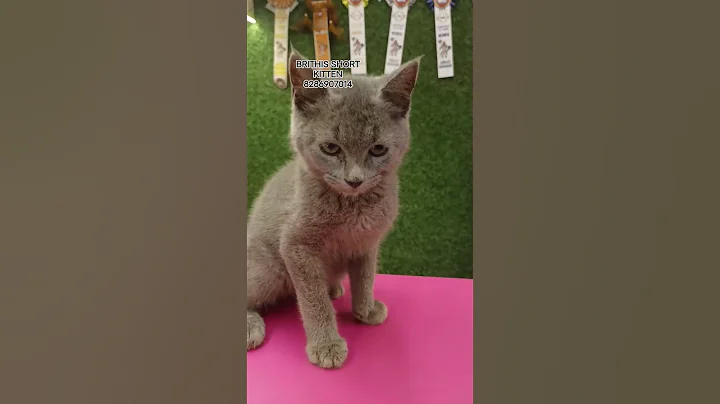 Video 10285361: haired kitten, male kitten