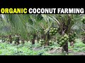 Organic Coconut Farming - CPCRI Kasragode, Kerala | Organic Coconut Cultivation