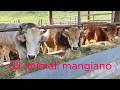 Gli animali mangiano