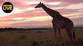 safariLIVE - Sunrise Safari - March 27, 2019