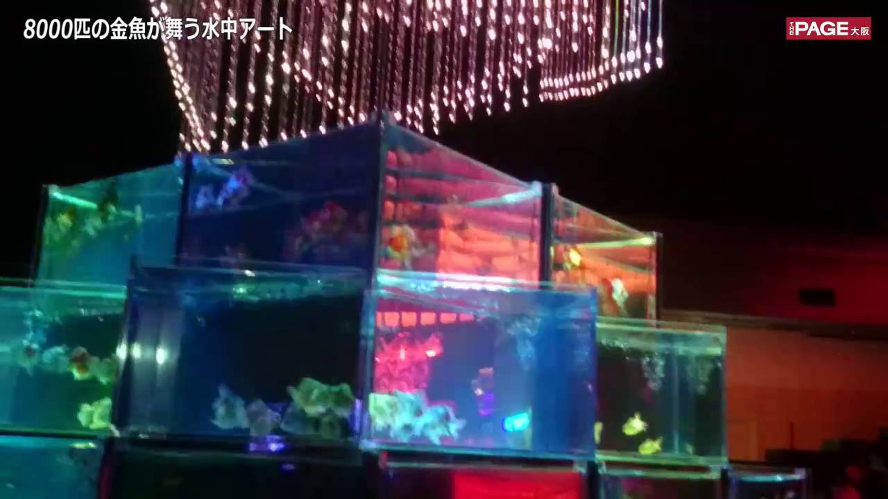 大阪で圧巻 8000匹の金魚が舞う水中アートと周遊クルーズ Youtube