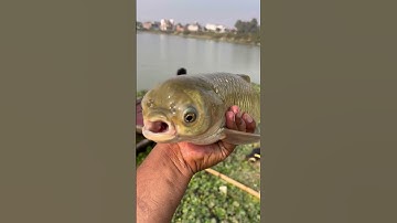 😲 The Most Amazing Fish in the World! #fishing #shark #fish #sunfish #shorts #viralvideo #trending
