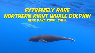 Very Rare Northern Right Whale Dolphin off the Coast of Dana Point, California