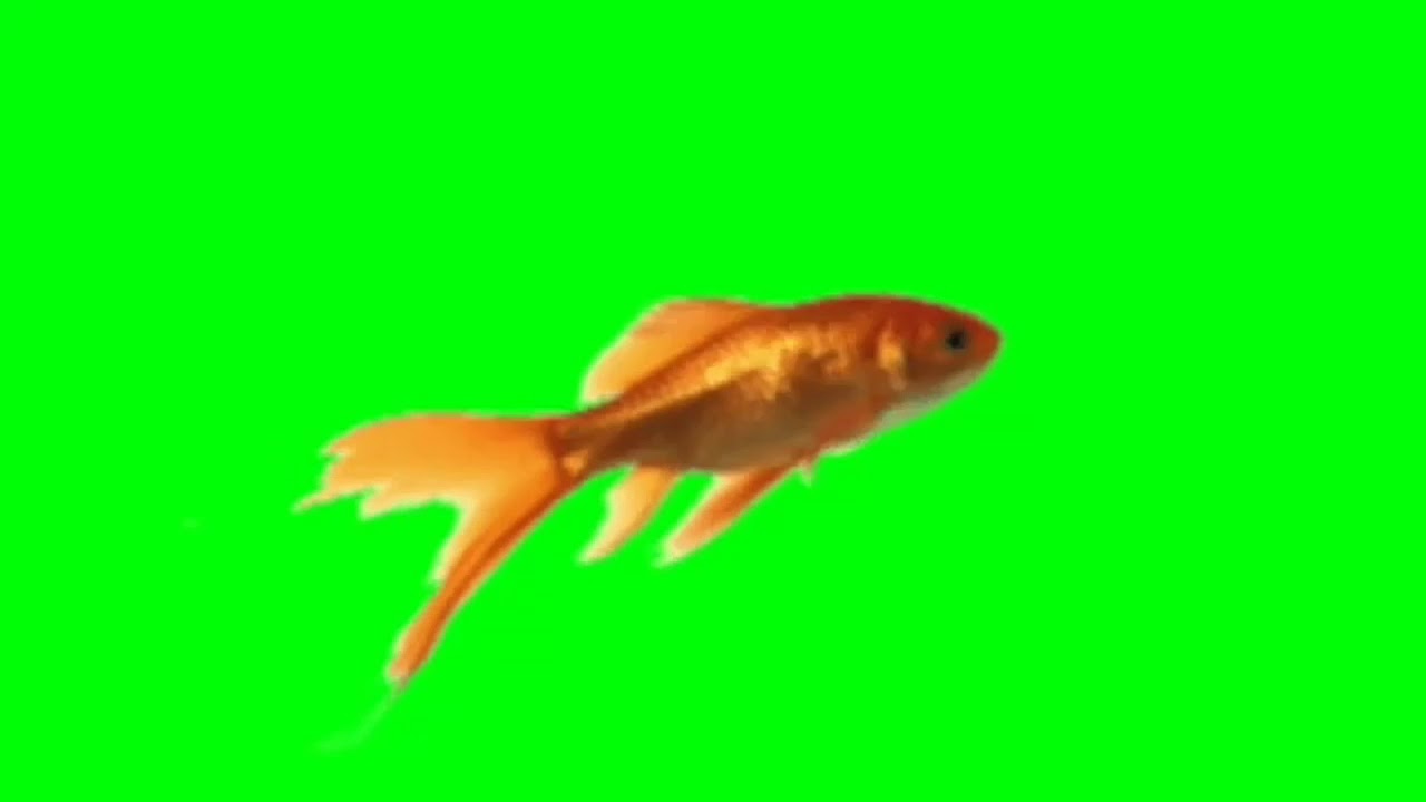GREEN SCREEN EFFECTS FISH FREE DOWNLOAD YouTube