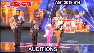 Dominguez Poodles Dog Act Funtastic & Judges Comments Americas Got Talent 2019 Audition