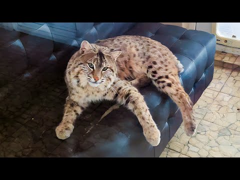 Видео: Pet Scoop: спасенный Bobcat готовится к дикой природе, автор предлагает уникальную награду за потерянную собаку