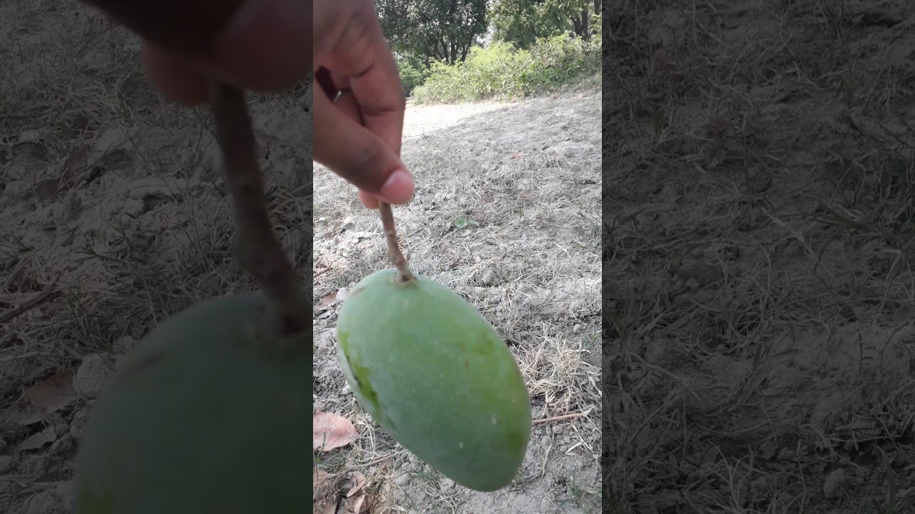 Desi Mango YouTube