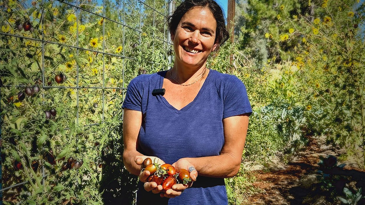 The Best Tomatoes For Hot Dry Climates YouTube