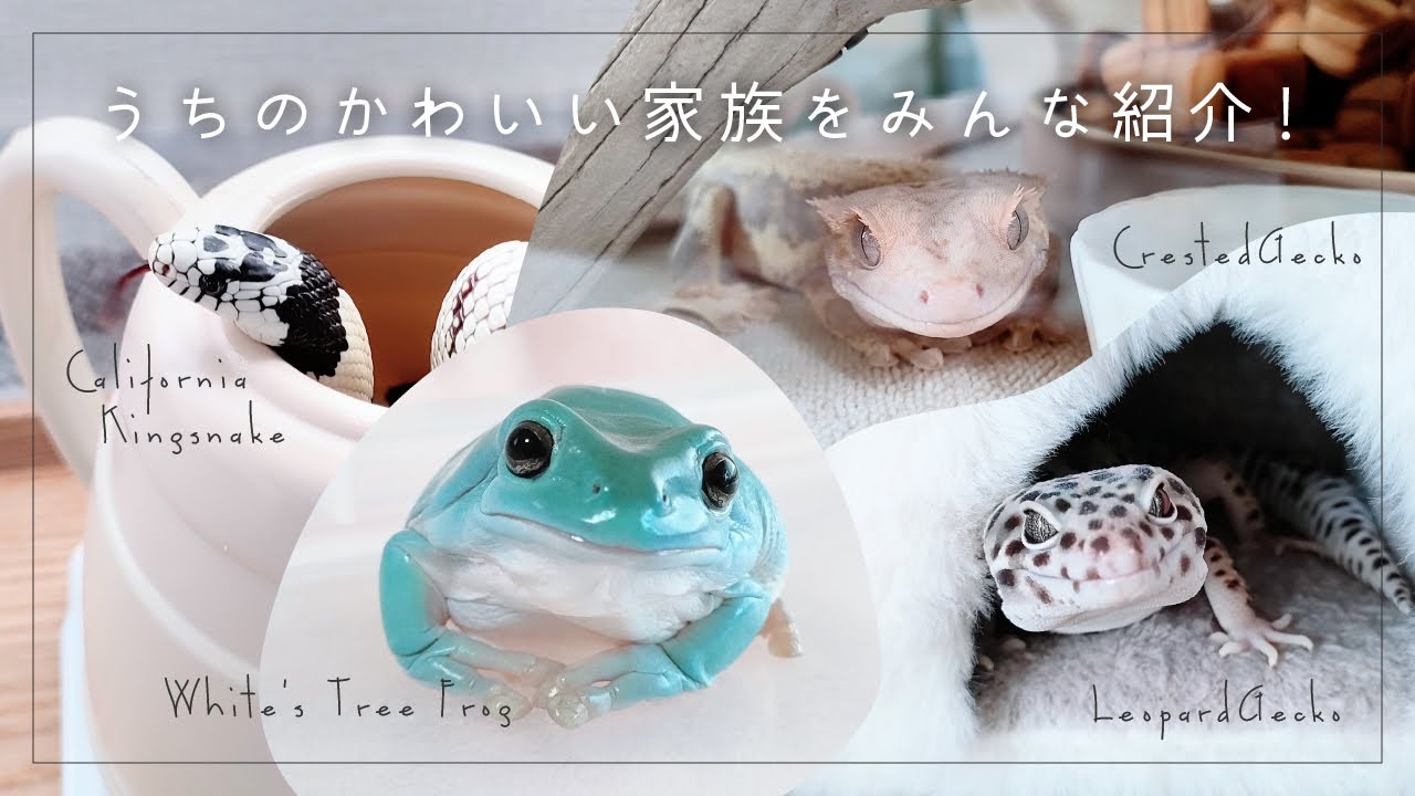 うちのかわいい家族をみんな紹介！【イエアメ・レオパ・カリキン・クレス飼育Vlog】