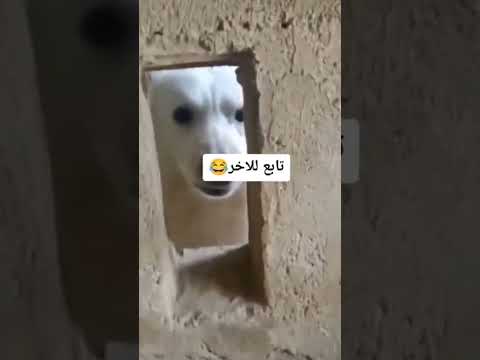 السلام عليكم معكم ياسين من قناة ياس بلايس ضحك