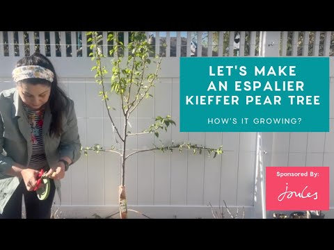 वीडियो: Espalier के लिए उपयुक्त नाशपाती के पेड़ - Espalier नाशपाती उगाने के टिप्स