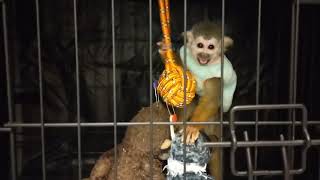 Bonnies Crib Tantrum Part 2