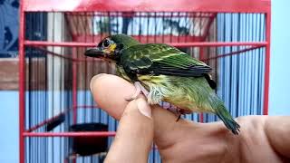 Download Lagu MERAWAT BURUNG TAKUR ANAKAN DAN BERIKUT CARA MELOLOH SERTA CIRI-CIRI!! MP3