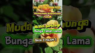 Download Lagu ,#bunga #gardening #bungaros MP3