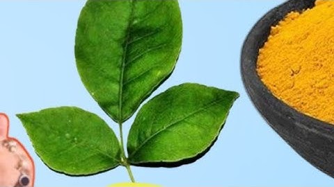 26 दिसंबर गुरुवार सफला एकादशी के दिन 1 चुटकी हल्दी वाला ये  उपाय होगी हर मनोकामना||PardeepJiMishra