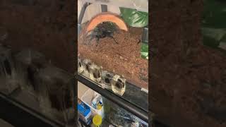 COMPILATION of some of my spider takedowns 🕷️🦗#tarantula  #spider #feeding #compilation