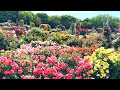 【4K】京成バラ園(千葉県)2024年5月14日の様子 May 14,2024 Spring roses Japanese rose garden