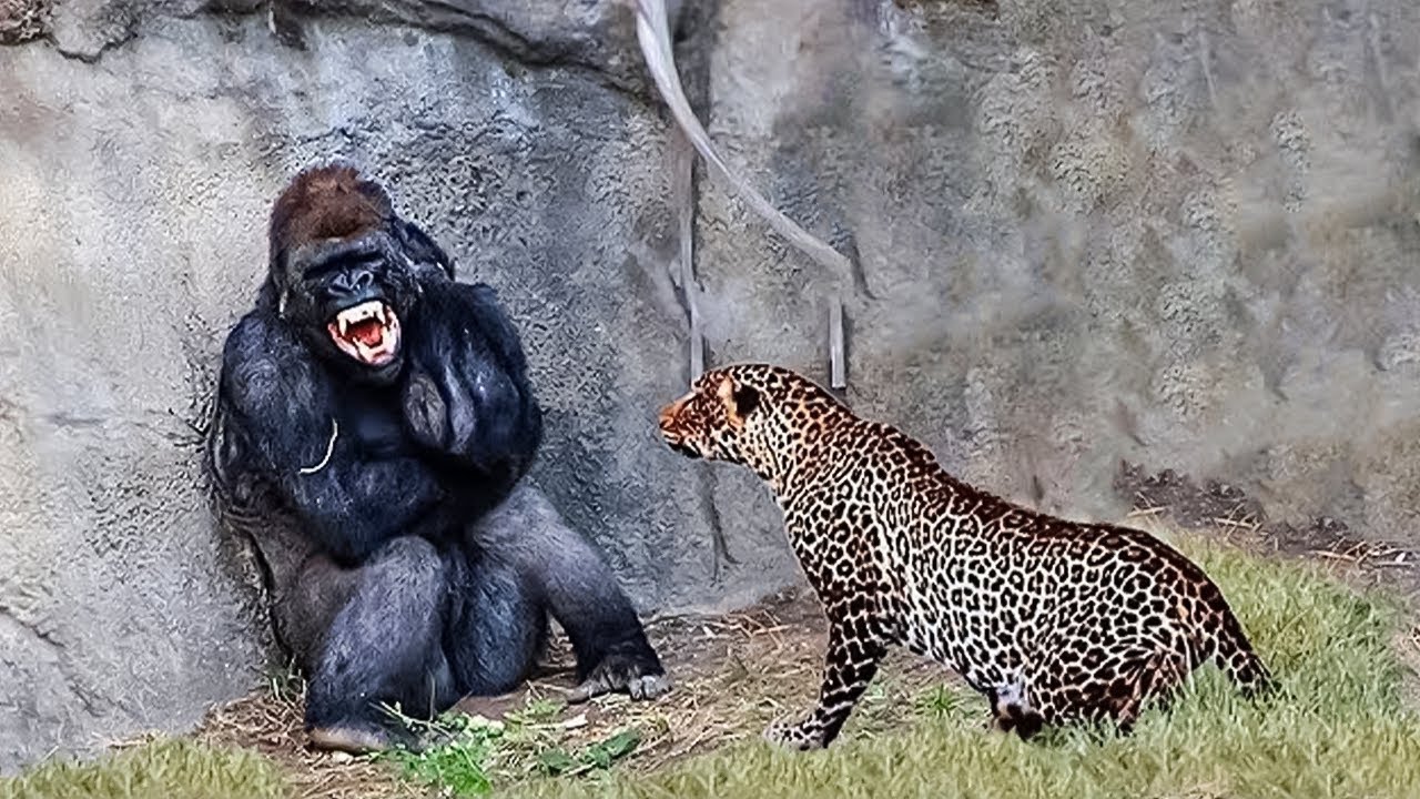 30 Times Animals Messed With The Wrong Opponent !
