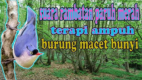 Suara Rambatan Paruh Merah
