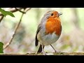 Robin Birds Singing and Chirping : Beautiful Bird Sounds and Bird Song