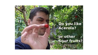 Do you like Acerola or sour fruits ?