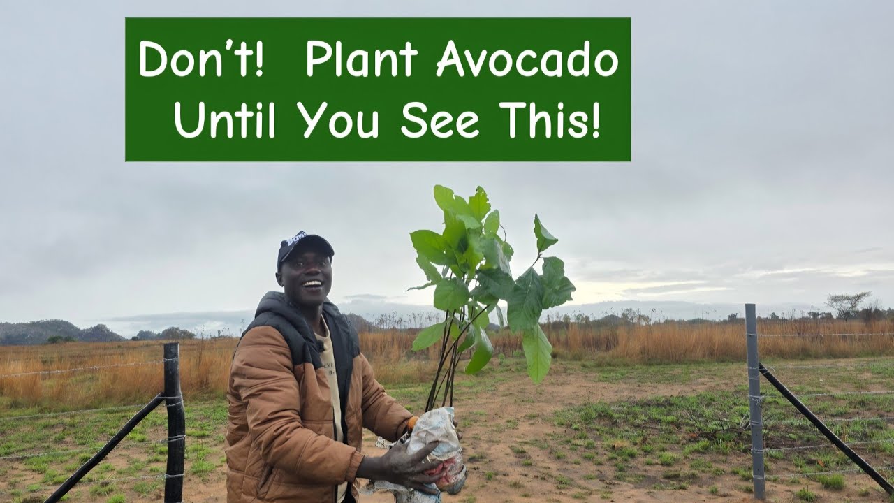 Как правильно сажать авокадо | Расстояние между растениями, выкапывание и полное руководство (фер...