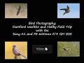 Bird Photography : Dartford Warbler and Hobby Field Trip with the Sony A1 and FE 600mm f4 GM OSS