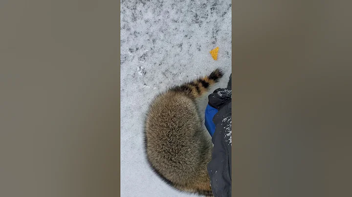 This lil' rascal came out to greet me on the ice t...
