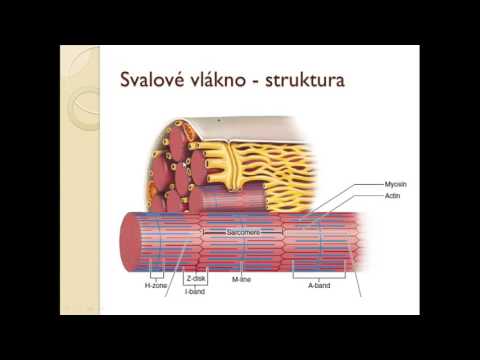 Video: Svalové Kŕče U škótskych Teriérov