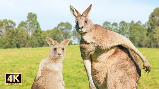 Cute Kangaroo’s Behaviour Funny Animals Compilation #1 | Australian Wildlife 4K