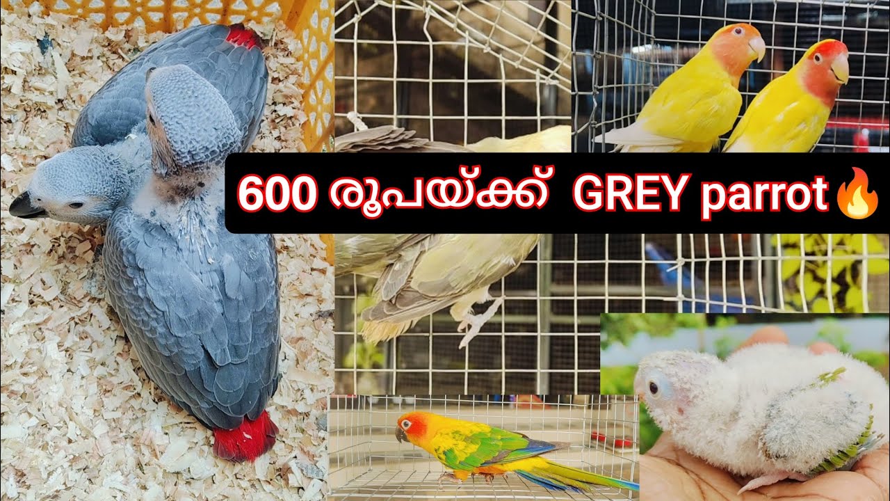 600/- രൂപയ്ക്ക് ഗ്രേ parrot🔥, ആഫ്രിക്കൻ തത്തകൾ 
