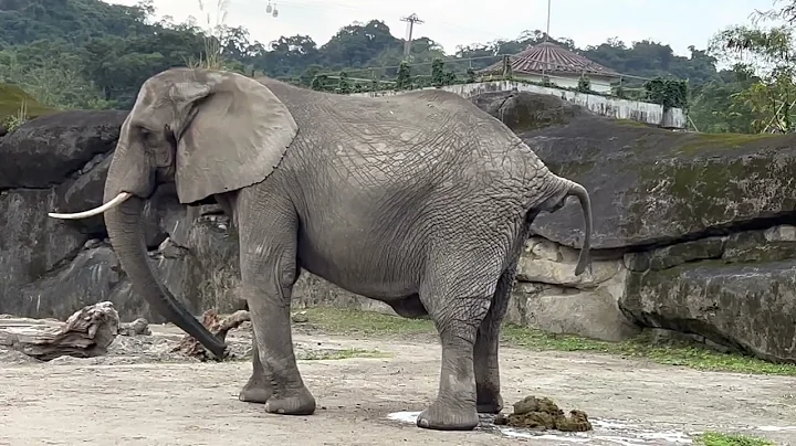 20220116 木柵動物園 非洲象大便 - 天天要聞