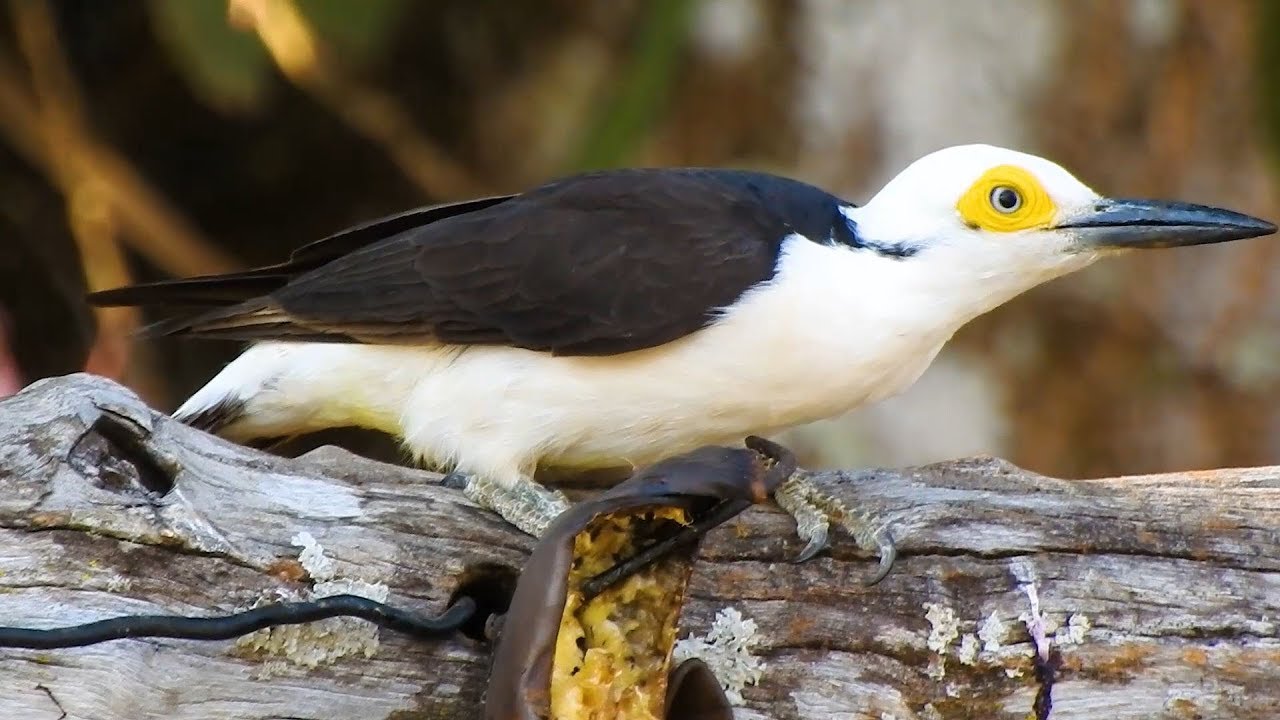 O canto do Pica-pau-branco, Melanerpes candidus na banana, White