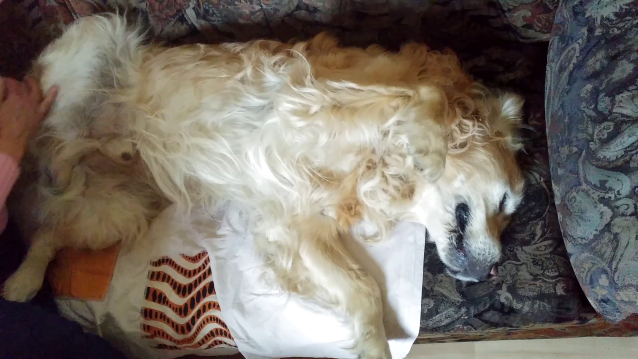 Golden Retriever getting a massage