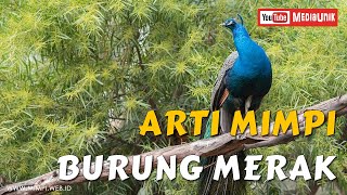 Arti Mimpi Burung Merak - Mimpi Burung Merak Arti Mimpi Burung Merak - Mimpi Burung Merak