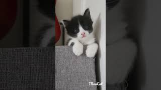 Baby Mao❤️ kitten 😸 Cat Funny Video🫶 Funniest Animals Video💎A day in the Life of a Cat Video 2023 Resimi