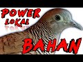 Perkutut Lokal Suara Jernih Cocok Untuk Masteran Mp3 - Mp4 Download