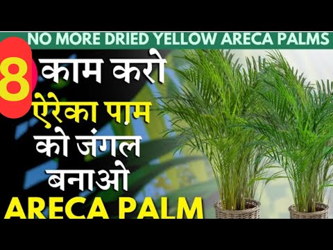 🔴 8 काम करते ही एरिका पाम हो जाएगा जंगल जैसा घाना Areca Palm winter care special ❗